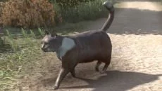 Peace Island - data wydania dla PC