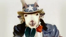 Goat of Duty - gra w gatunku Widok z pierwszej osoby