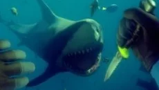 theHunter: Call of the Wild jest podobna do theHunter: Call of the Wild