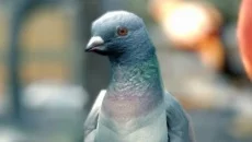 Pigeon Simulator - gra w gatunku Arkaada