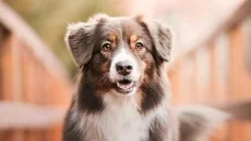 WhamBam Warriors - Puzzle RPG jest podobna do WhamBam Warriors - Puzzle RPG