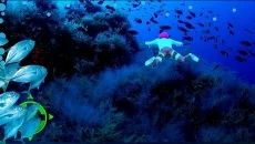 Underwater Aqua Queen Master 3D: Scuba Adventures - gra w gatunku Widok z trzeciej osoby