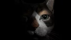 The First Tree jest podobna do The First Tree