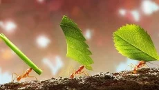 Infinity Kingdom jest podobna do Infinity Kingdom