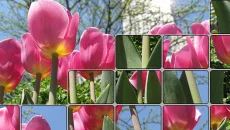 Dave's Tiles Puzzle - gra w gatunku Łamigłówka