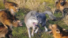 Wild Wolf Game - gra w gatunku Taktyka