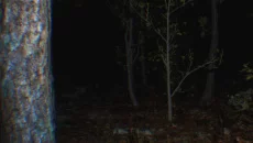 P.T. Remake jest podobna do P.T. Remake