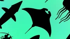 Idle Aquaria: Ocean Evolution - data wydania