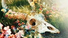 The Fading of Nicole Wilson - data wydania dla Xbox