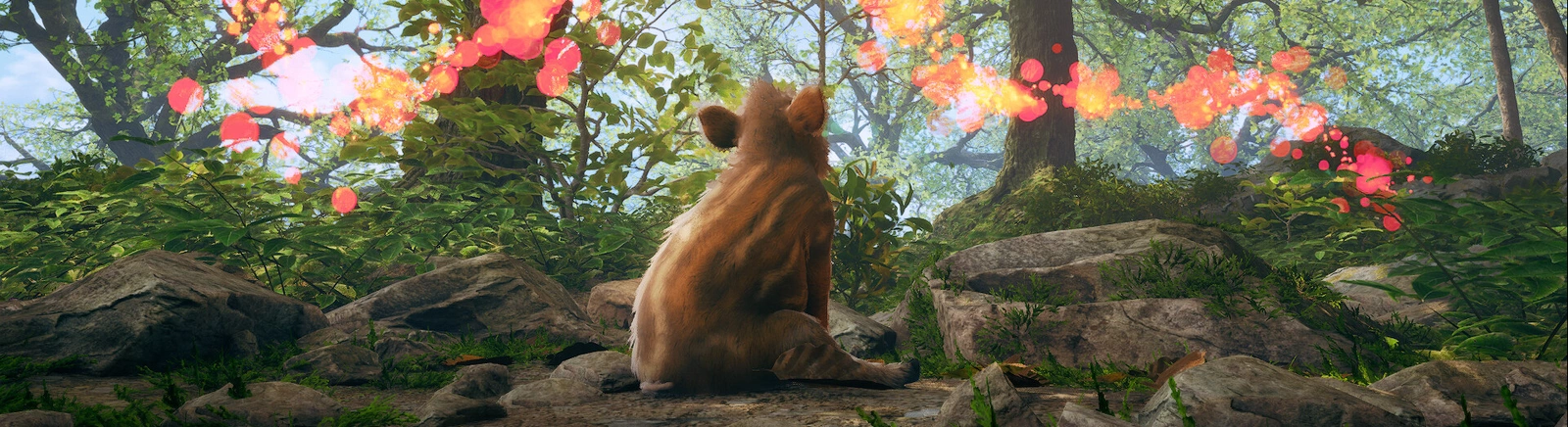 Data wydania Adorable Adventures w różnych krajach na świecie